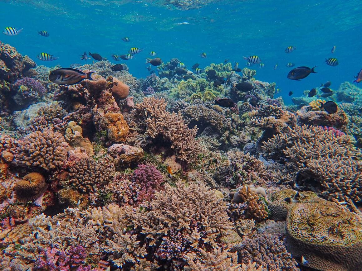 coral reef in baja