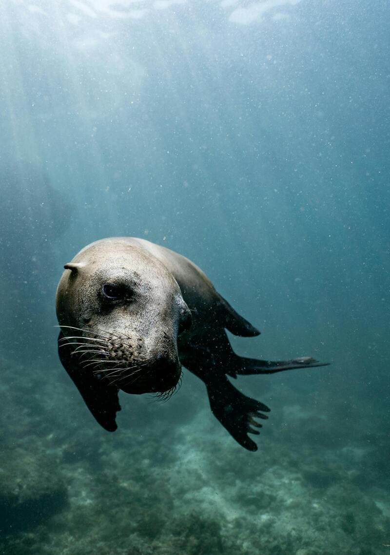 sea lion in baja, mexico