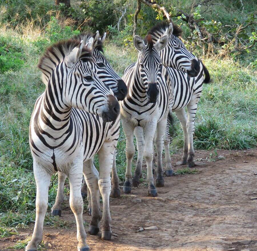 Hluhluwe-Imfolozi Game Reserve