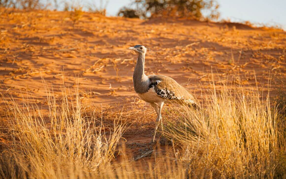 kgalagadi transfrontier park