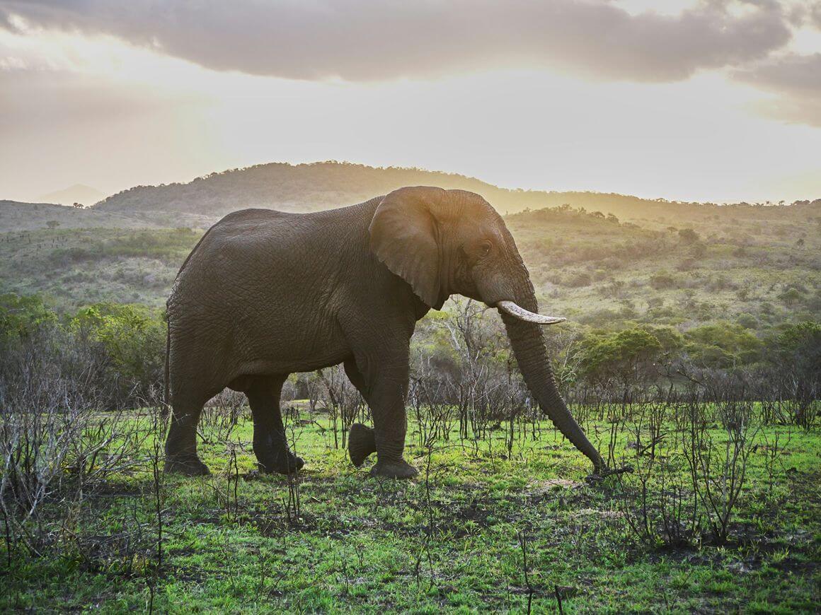 Phinda Game Reserve