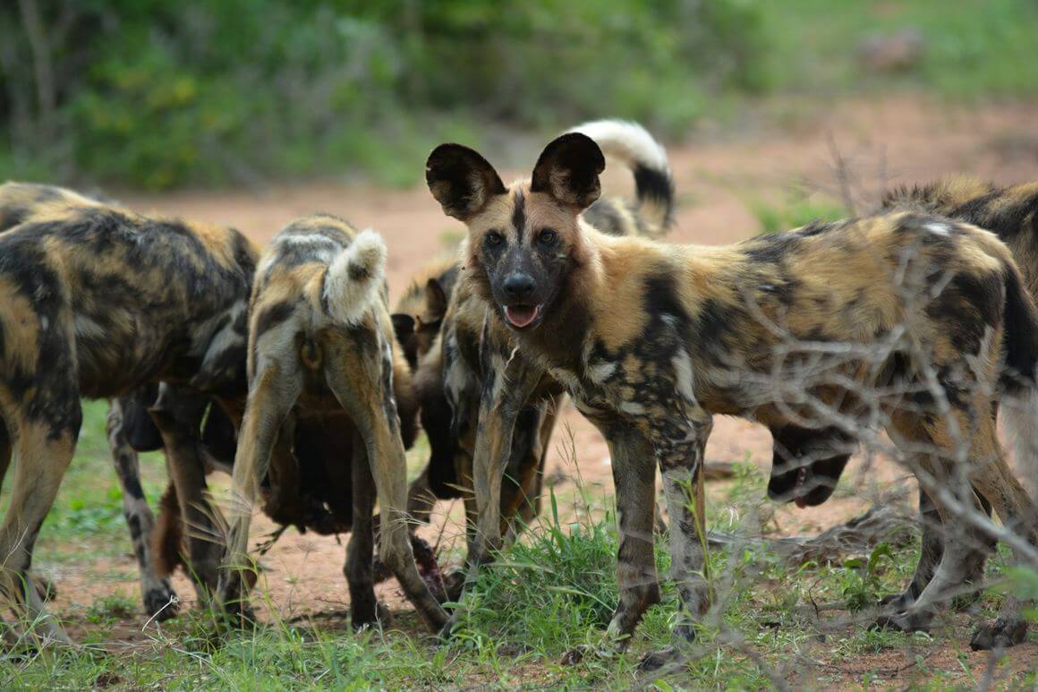 Timbavati Nature Reserve