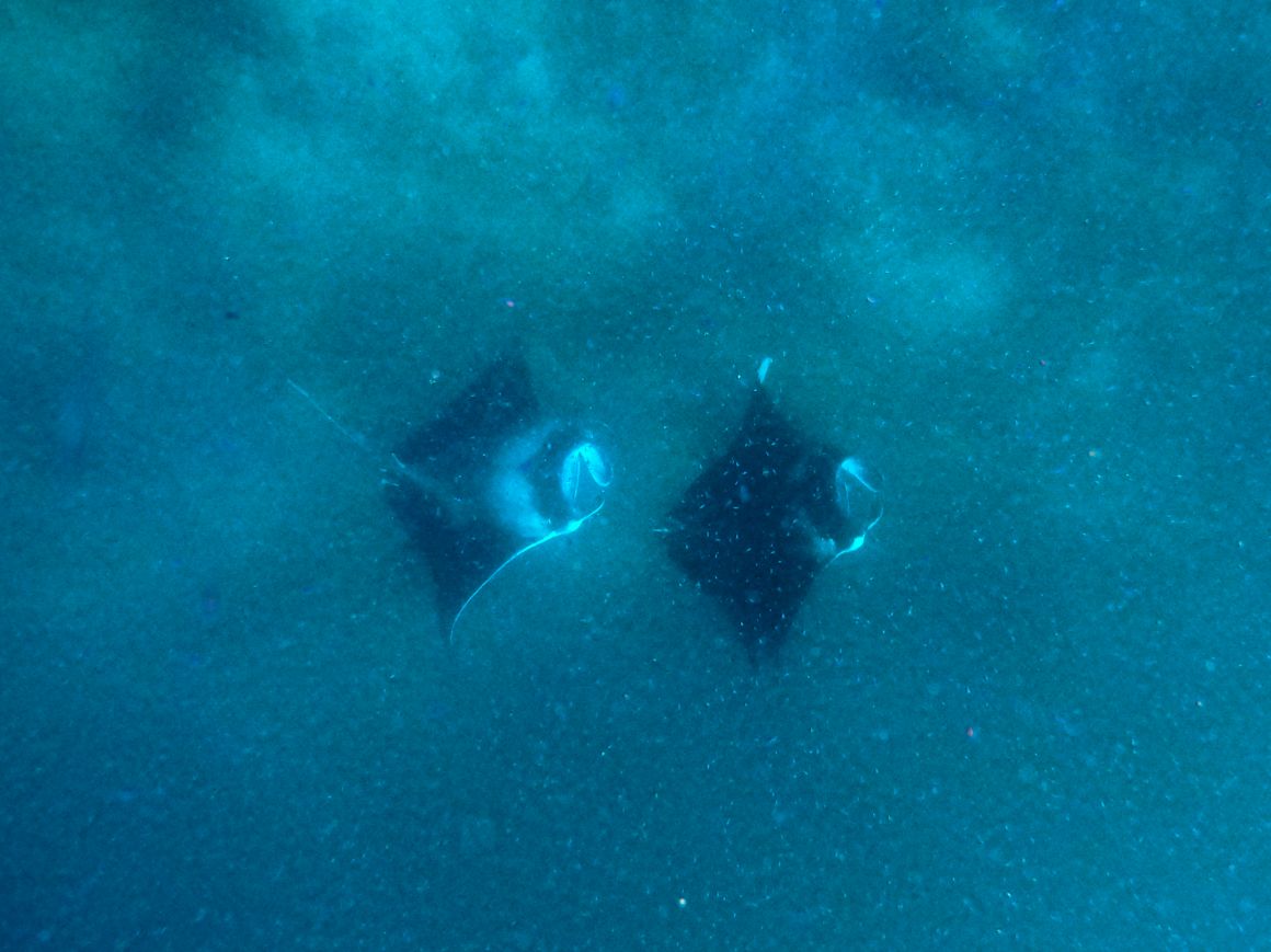 underwater manta at dharavandhoo