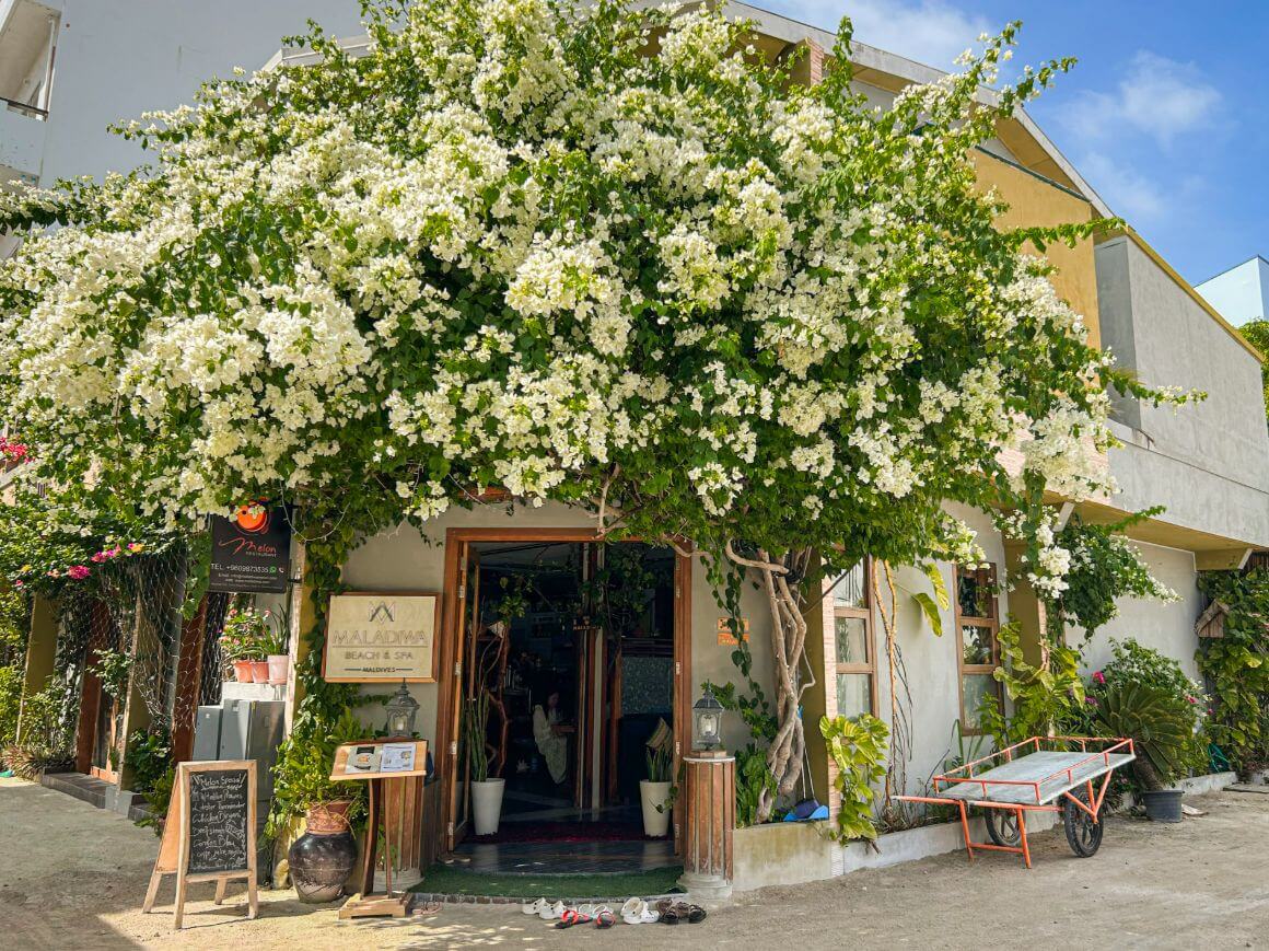 boutique guesthouse at maldives, maafushi