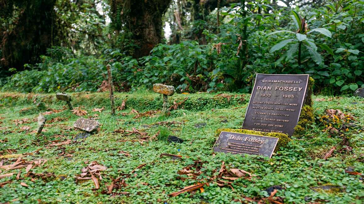 Dian Fossey's grave site, next to her silverback gorilla friends in the jungle in Rwanda