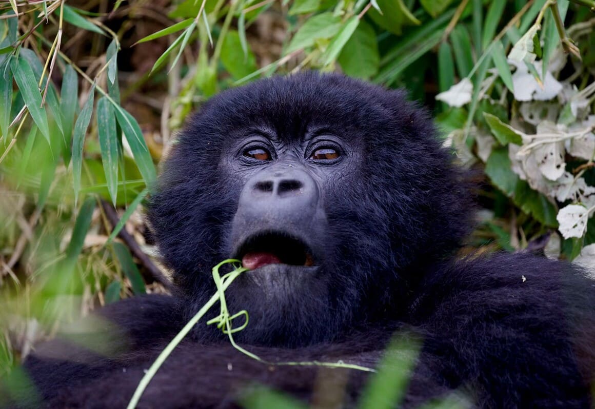 gorilla in wildlife rwanda