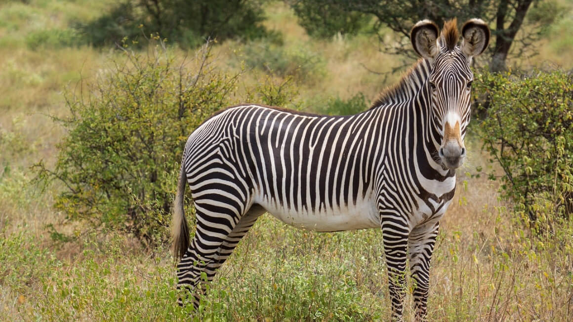 Samburu Buffalo Springs & Shaba National Reserve