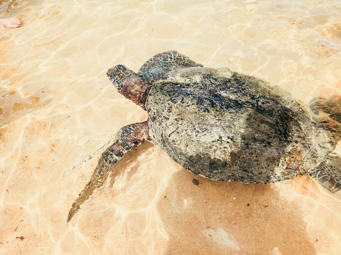 sri lanka turtle beach