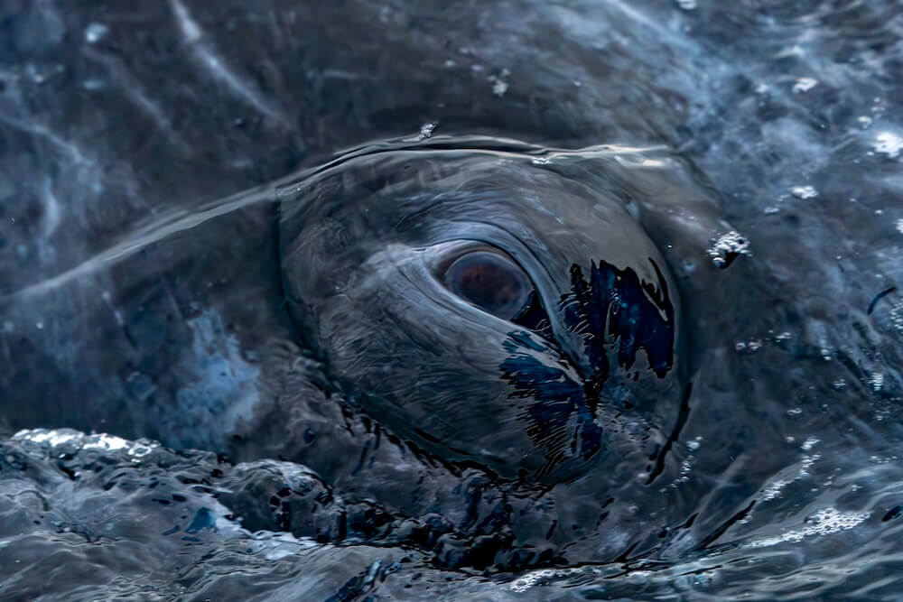 Day2&3-Guerrero Negro-Grey whale stares into camera