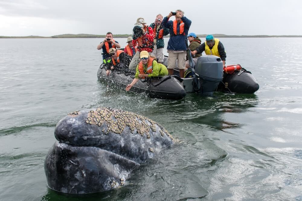 Day2&3-guerrero negro- Grey Whale approaching a boat in the lagoon