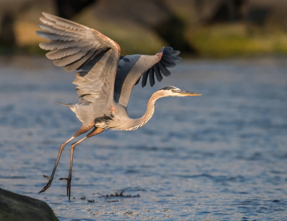 Day4-Bird Sanctuary- Heron flies through lagoon in Baja
