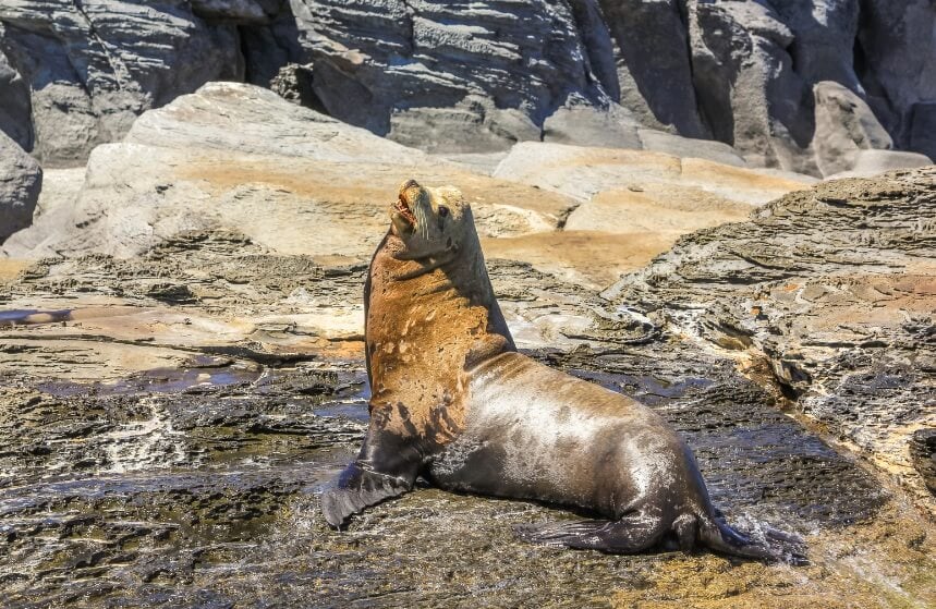 Day5&6-Bahia Los Angeles- California sea lion sunbathes on rock
