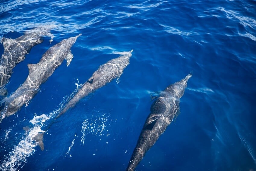 Day5&6-Bahia Los Angeles- Dolphins glide though Sea of Cortez