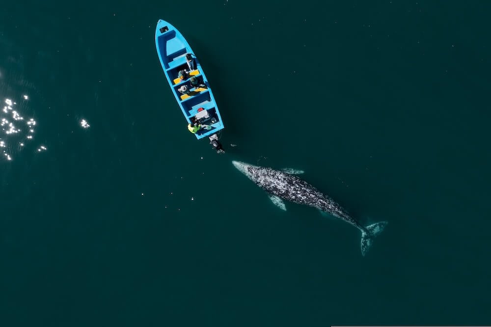 Intro-Guerrero Negro-Grey whale approaching boat