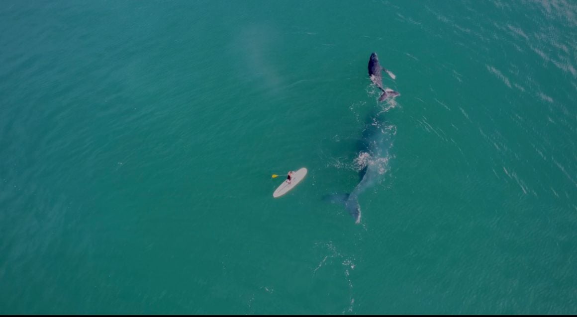 day2-east cape- humpbacks circling paddle boarder