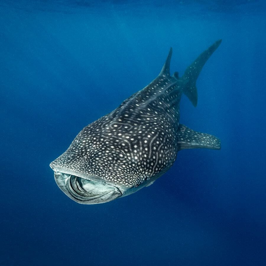 day5-lapaz-whale shark in blue water