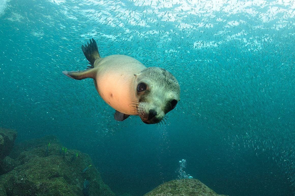 day6-lapaz-sea lion curiously approaching