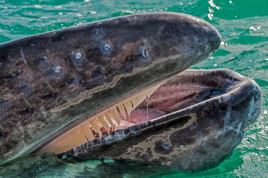 intro-guerrero negro-grey whale opening its mouth