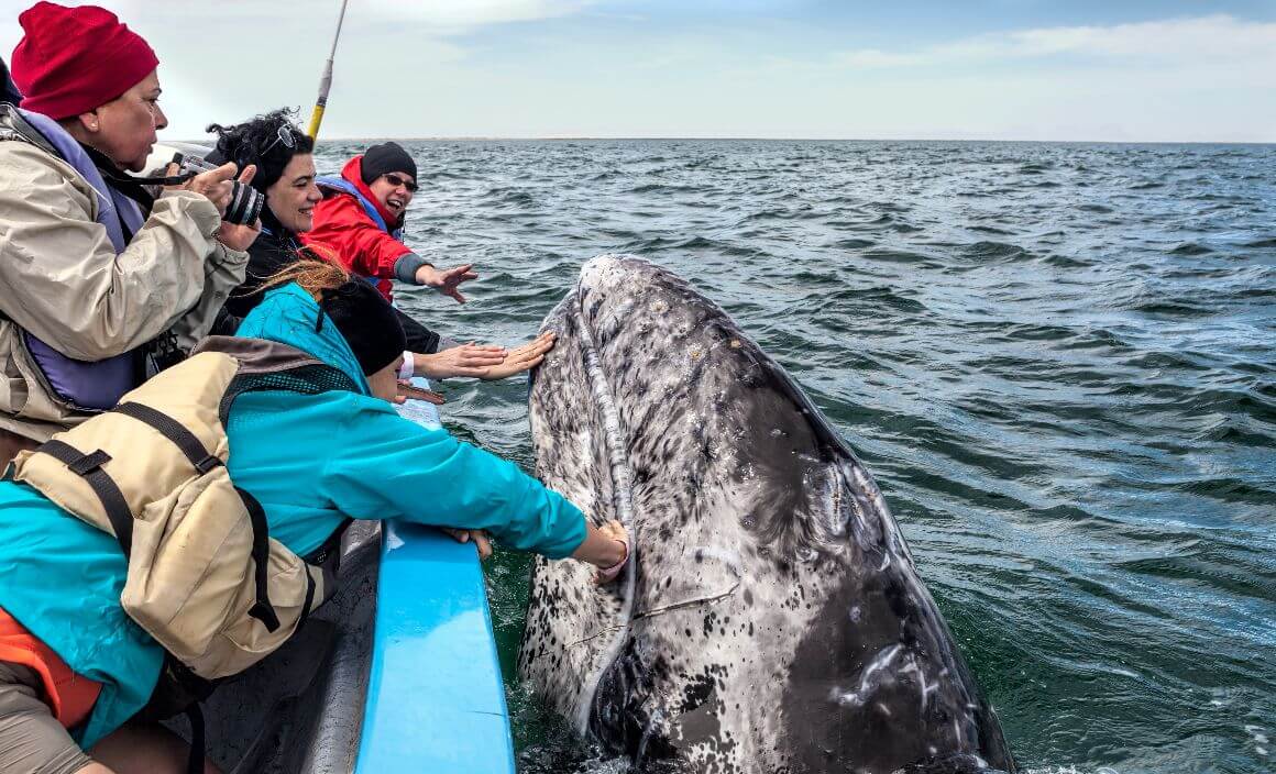 day2&3 - guerrero negro-touching grey whales