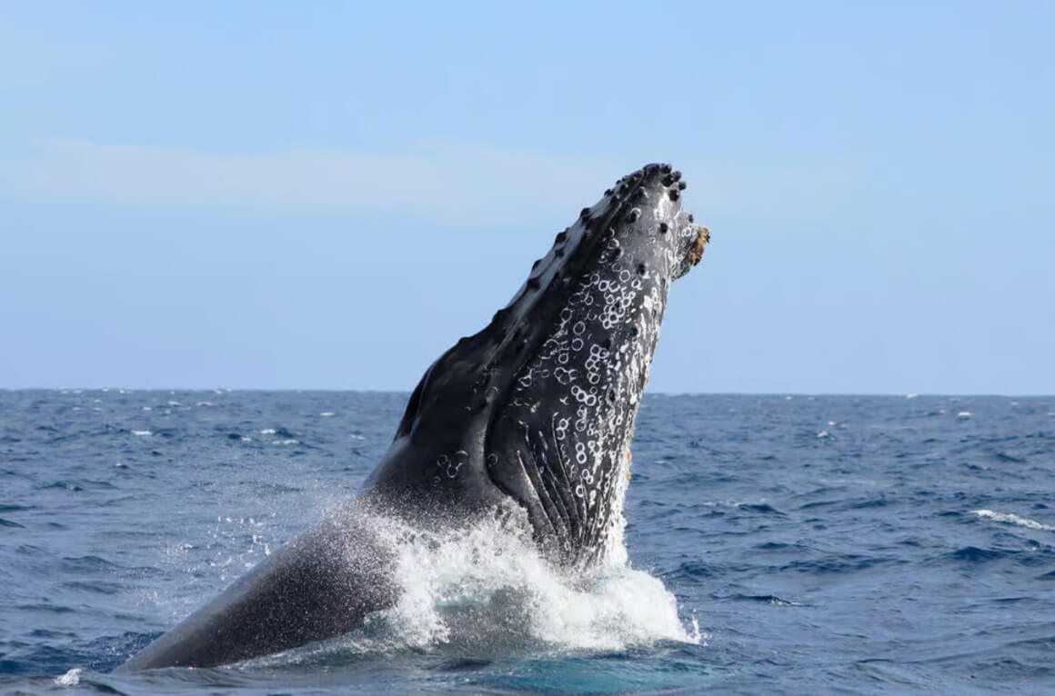 Go Whale Watching in Baja California