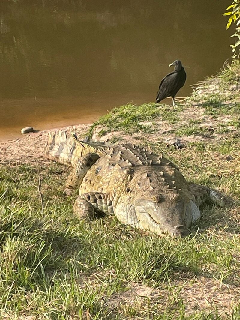 A crocodile seen whilst visiting Los Llanos in Venezuela