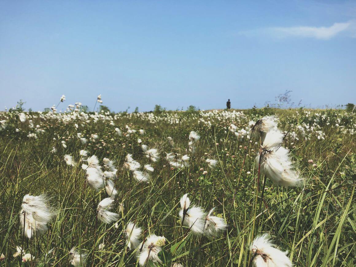 kegaska meadows