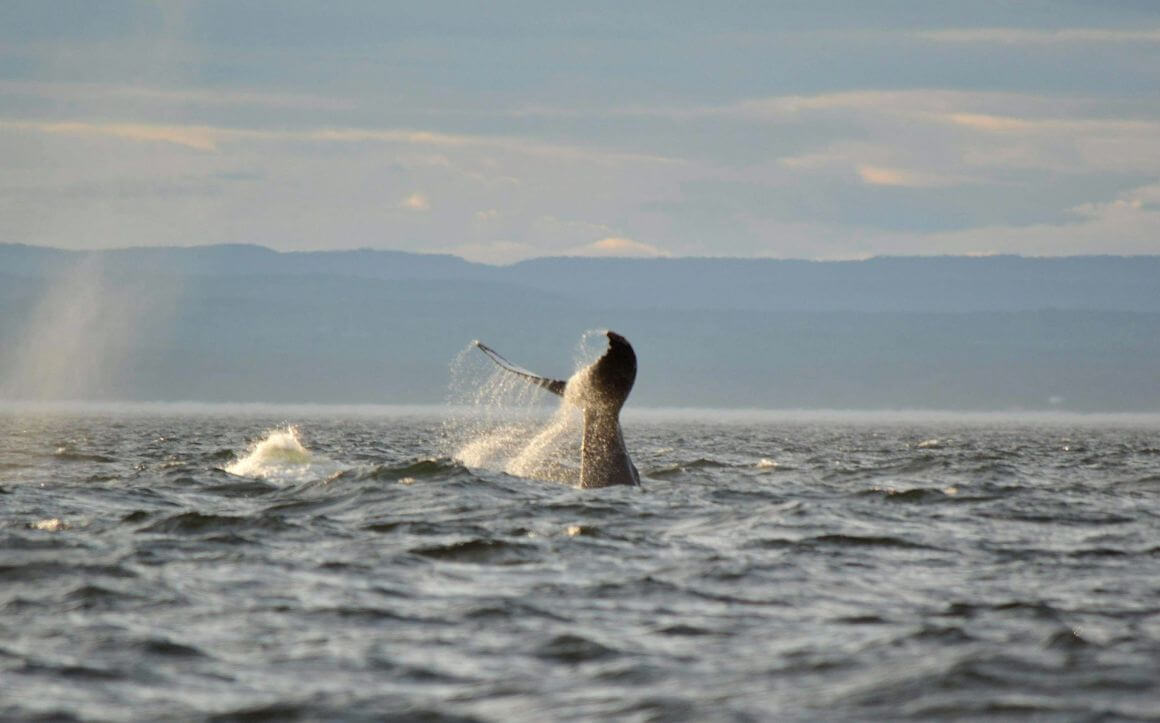 les escoumins whale watching