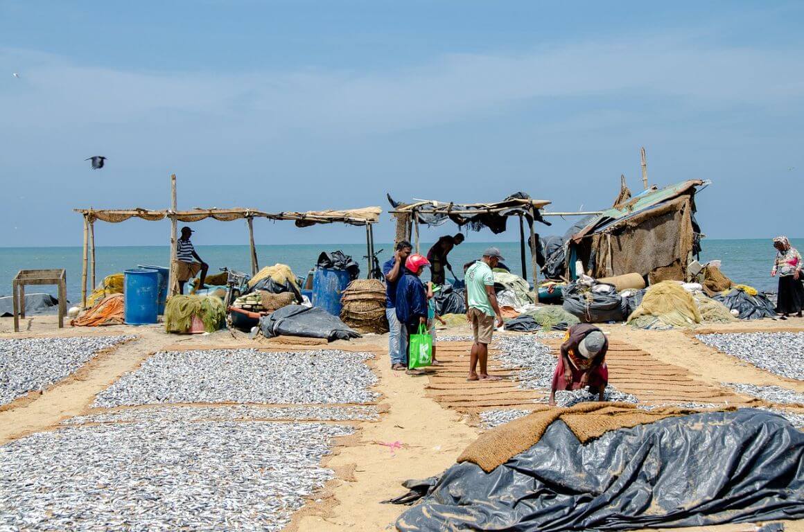 negombo fish market