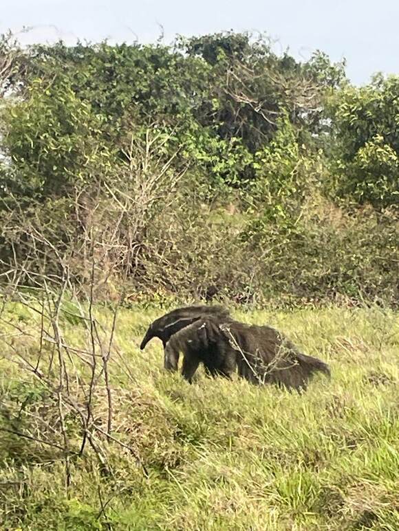 An anteater roaming across the plains of Hato El Cedral in Los Llanos, Venezuela.