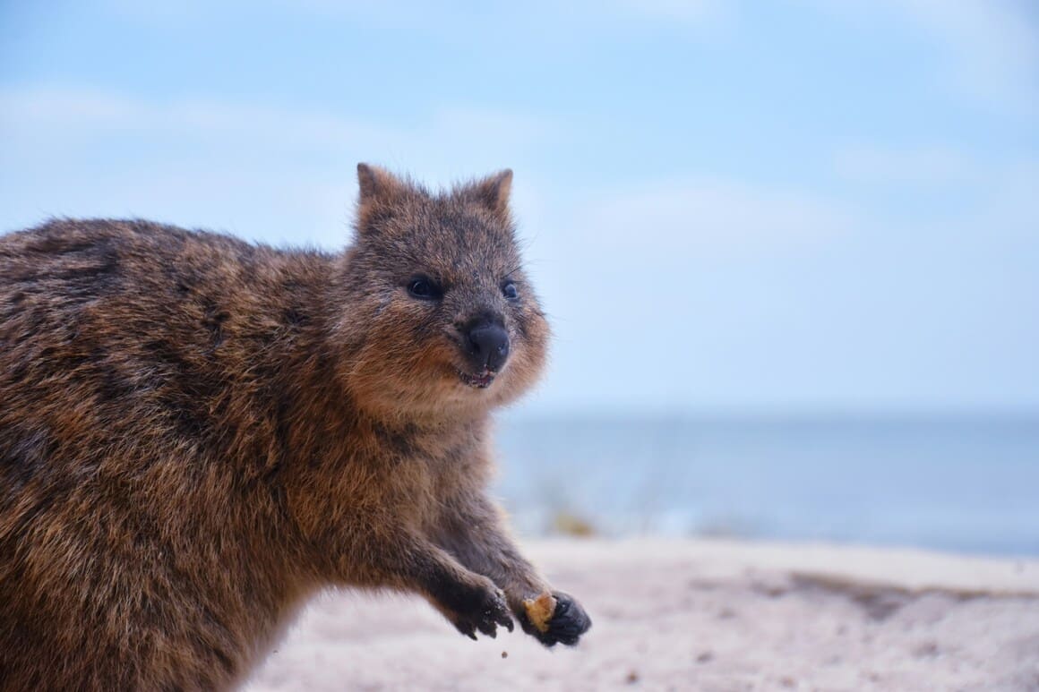 Quokka Animal in Western Australia on a Beach