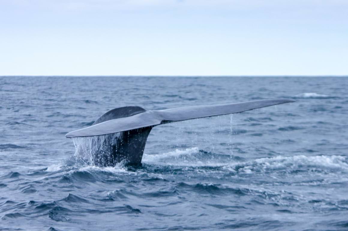 azores gray and white whale