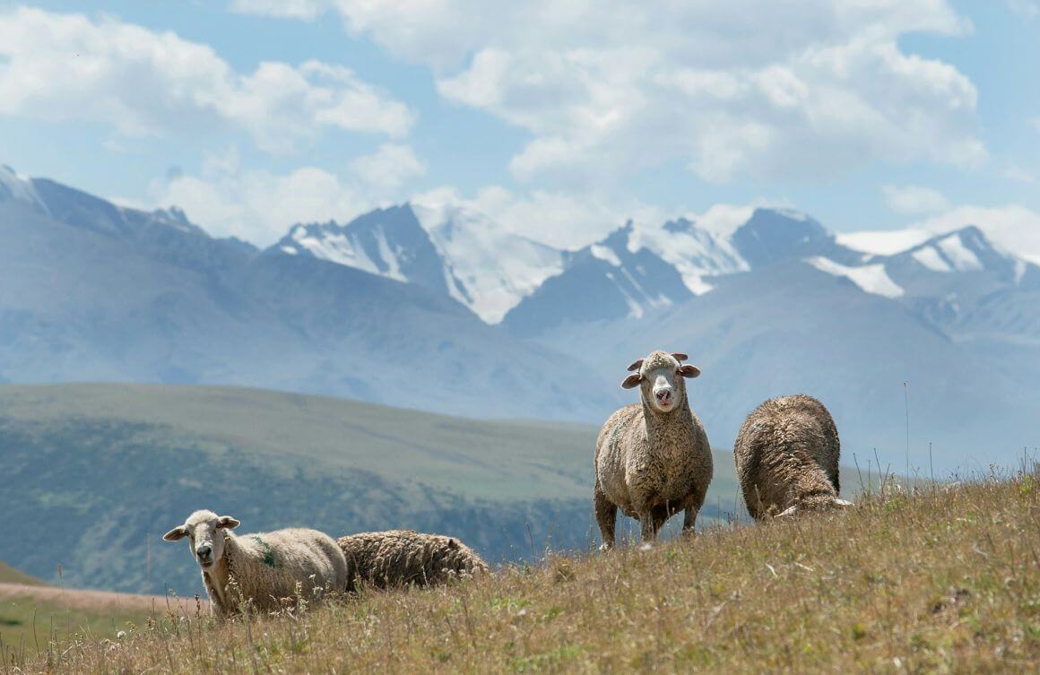 Almaty Region Highlands