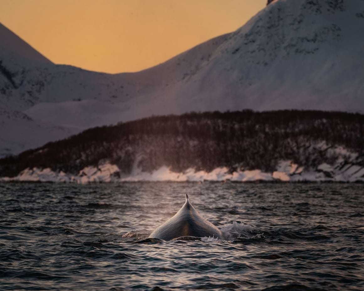 whale watching in norway