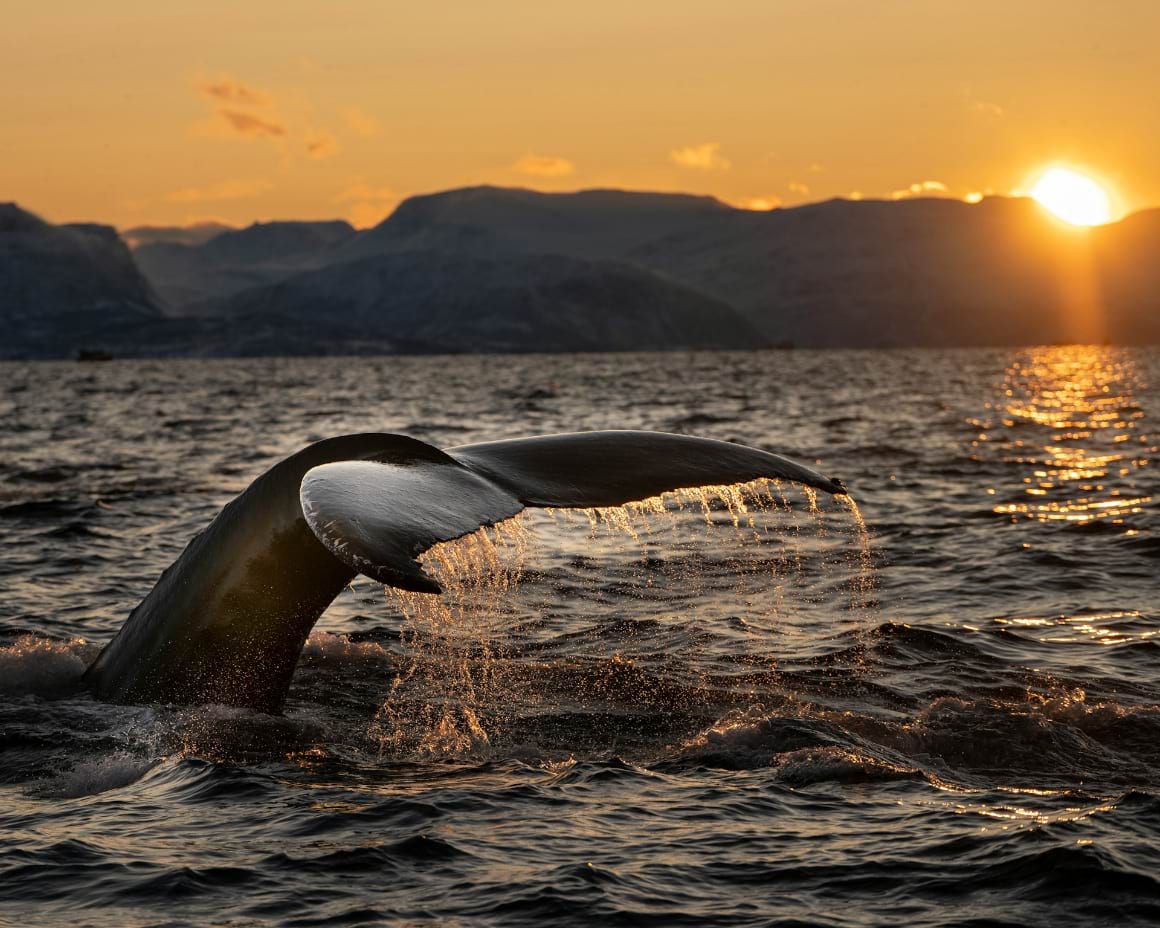 humpack whale during sunset in norway