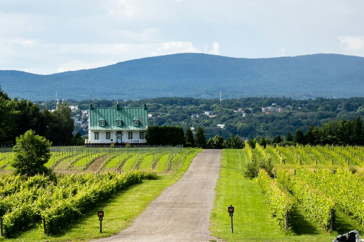 quebec city vignoble ste petronille vineyard