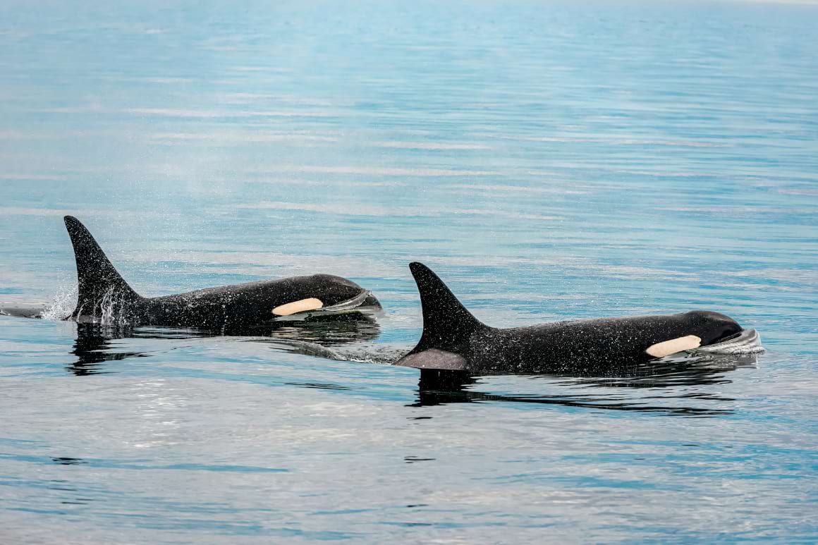 pair of orcas