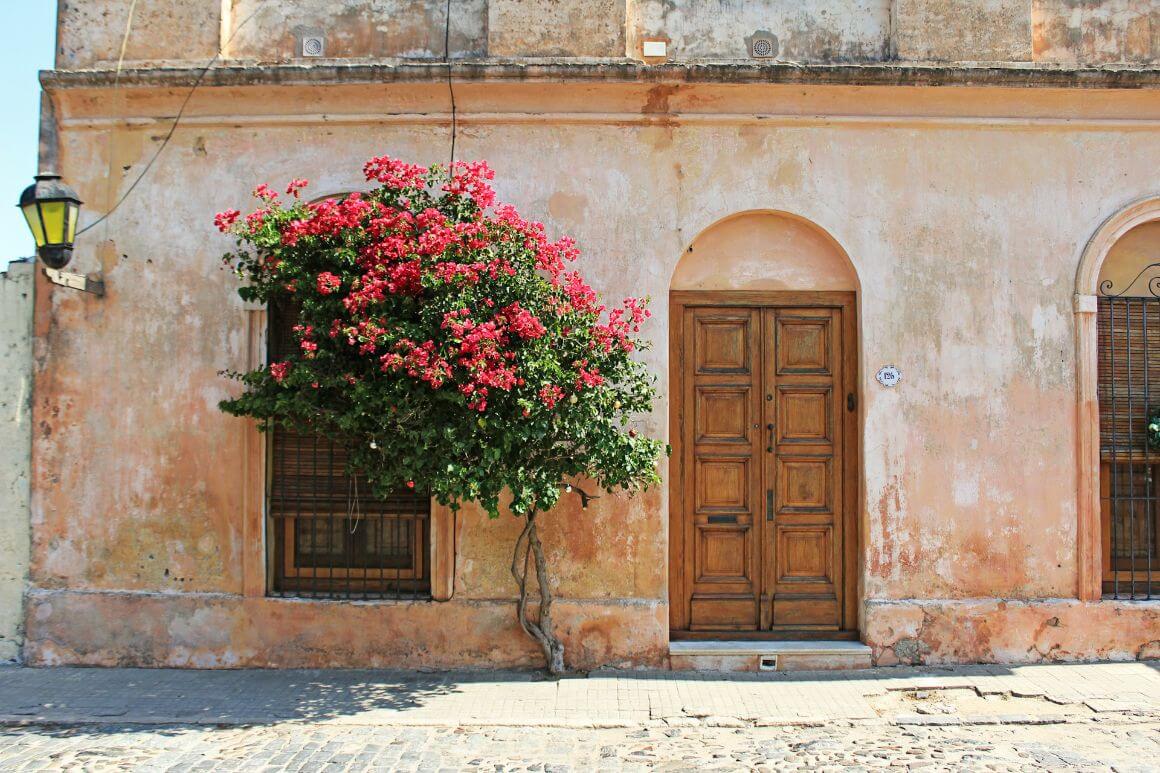 flower tree along paved concrete street by a traditional house