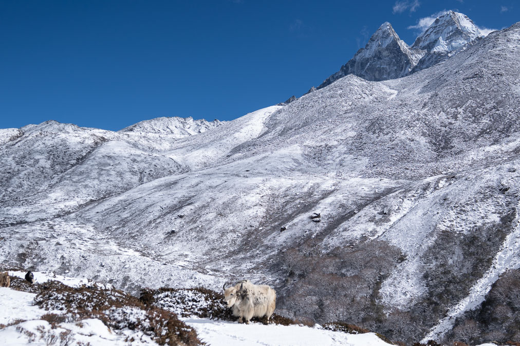 a white yak standing in snow behind a massive snowcovered mountain in the himalayas in nepal
