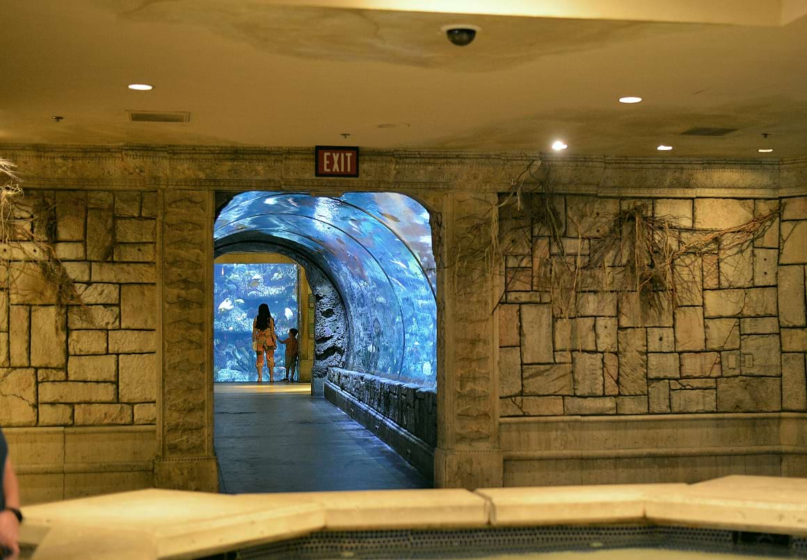 shark reef aquarium las vegas