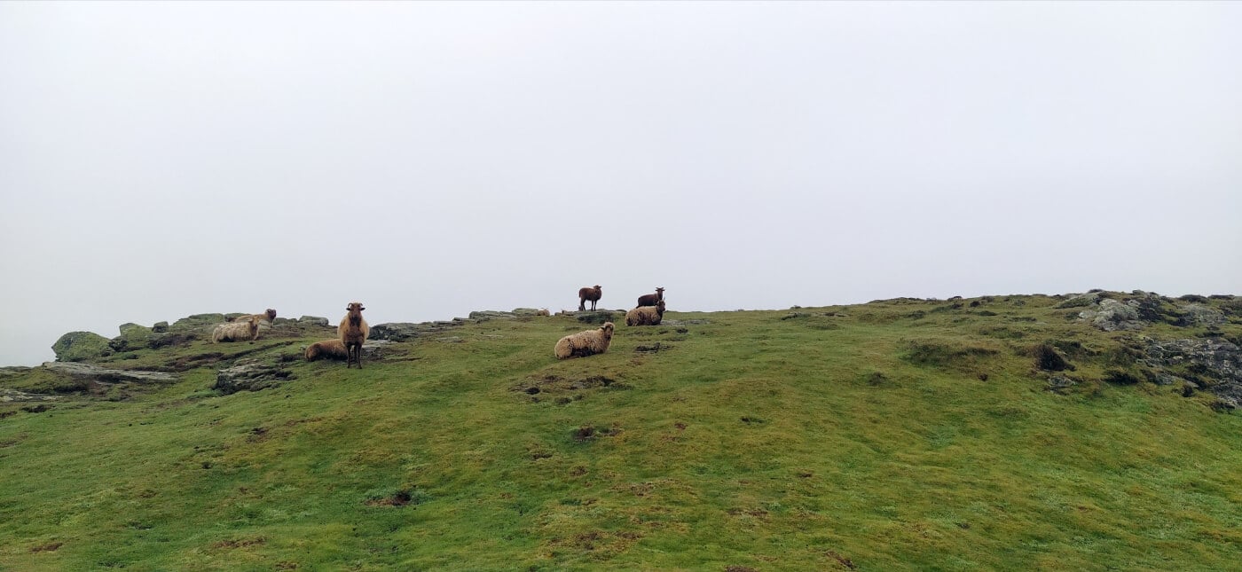 Laughtan sheep