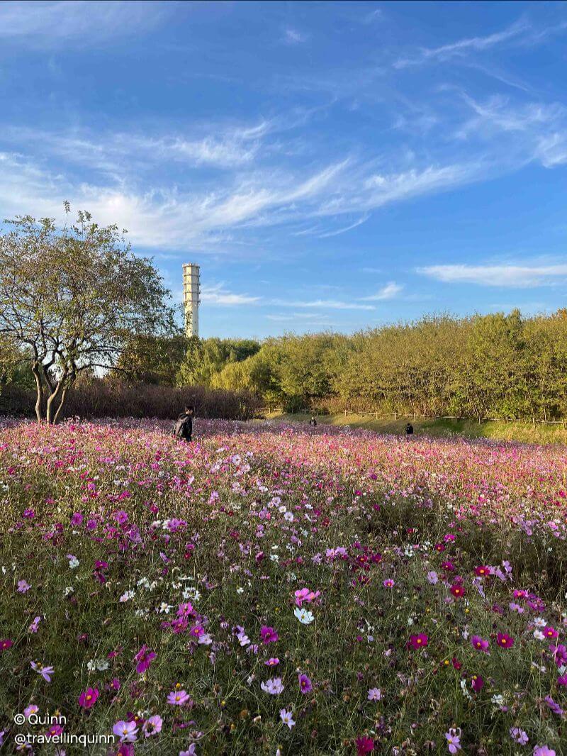 city park full of blooming flowers with clear blue sky
