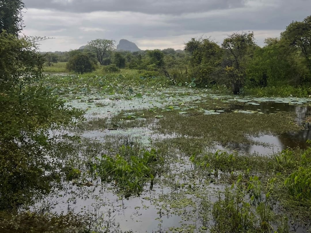 a raint day in yala national park, sri lanka