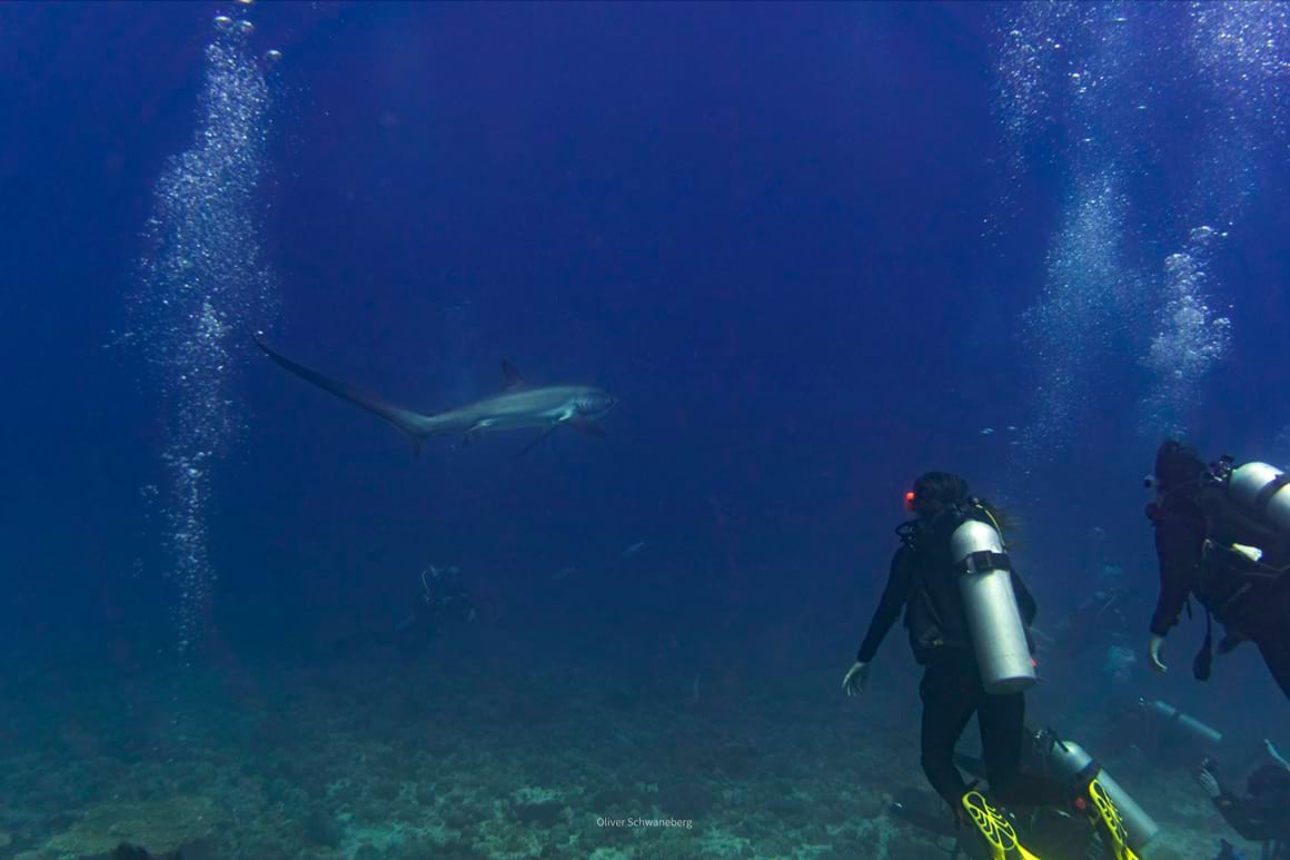 divers watching a thresher shark in the philippines