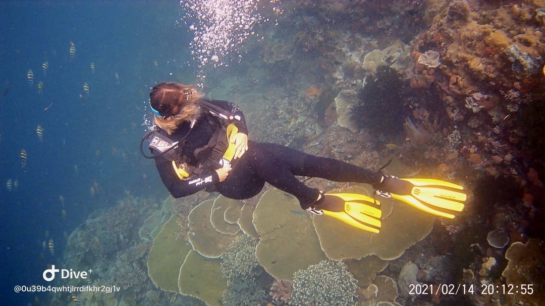 taya diving komodo national park