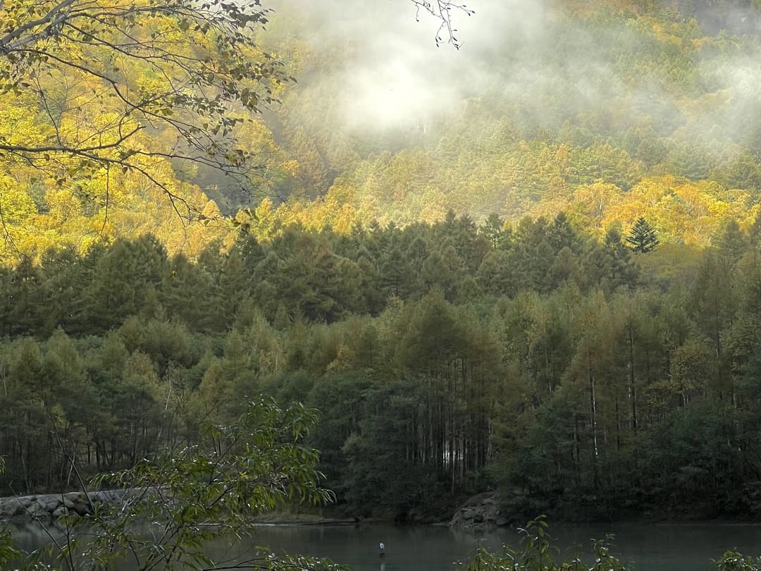 brightly lit forest in kamikochi, japanese alps