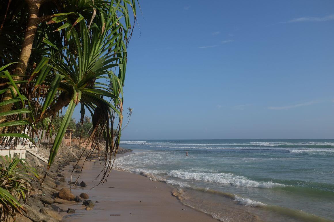 wavy seashore and trees lined up the beach coast