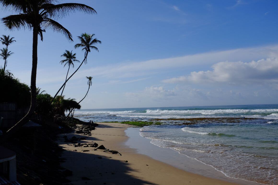 seaside coastline with palm trees