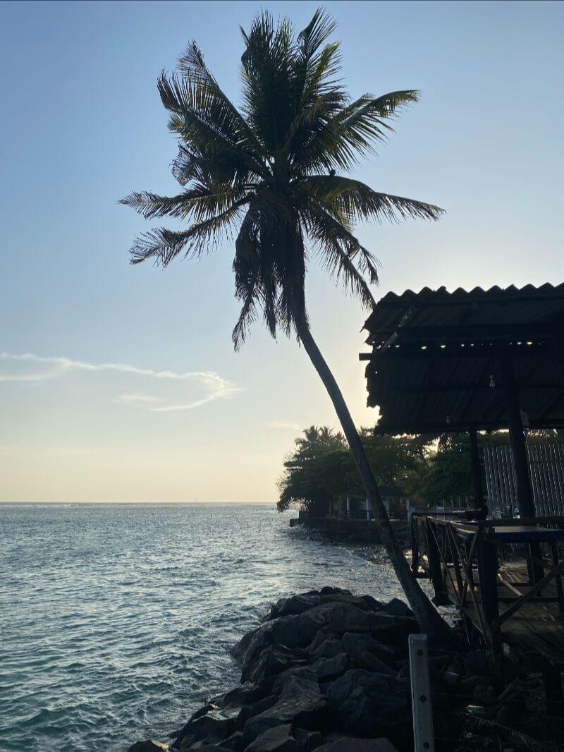 palm tree by a bungalow leaning over the sea