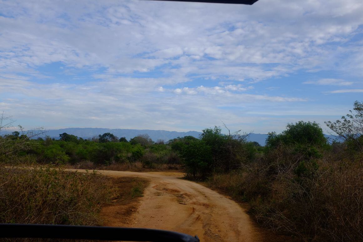 savanna dirt path