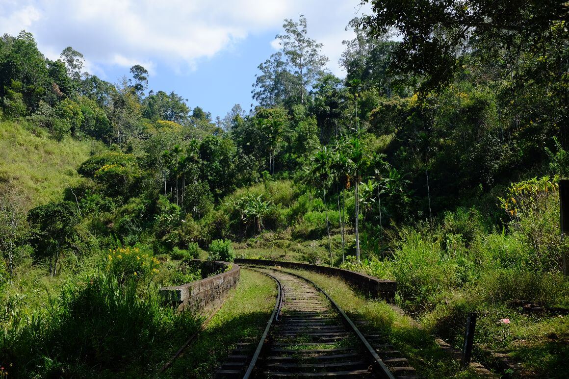 train track with thick foliage
